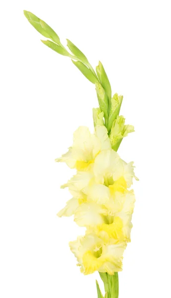 Branch of yellow gladiolus on white background close-up — Stock Photo, Image