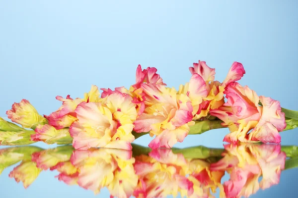 Gren av gul-rosa gladiolus på blå bakgrund närbild — Stockfoto