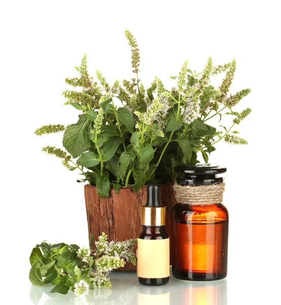 Essential oil and mint isolated on white — Stock Photo, Image