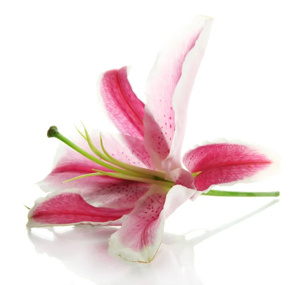 Piękna różowa lilia, odizolowana na białym — Zdjęcie stockowe