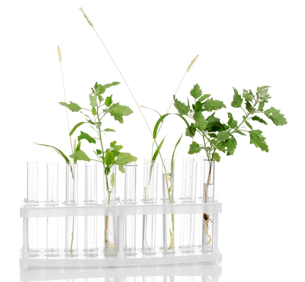 Test-tubes with a transparent solution and the plant isolated on white background close-up — Stock Photo, Image