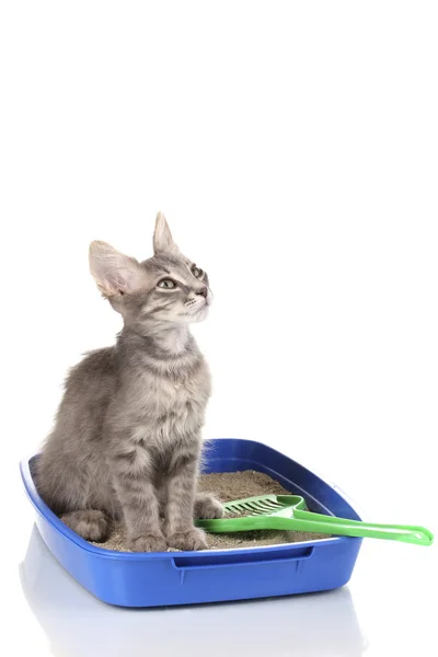 Gatinho cinzento pequeno em gato de areia de plástico azul isolado em branco — Fotografia de Stock