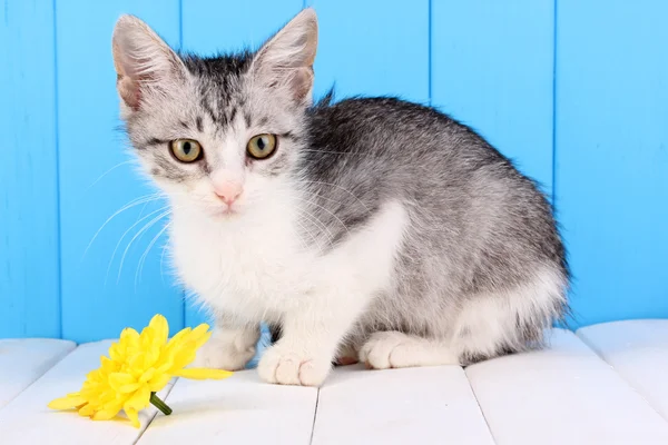 Ahşap ahşap arka plan mavi masaya üzerinde küçük gri kedicik — Stok fotoğraf