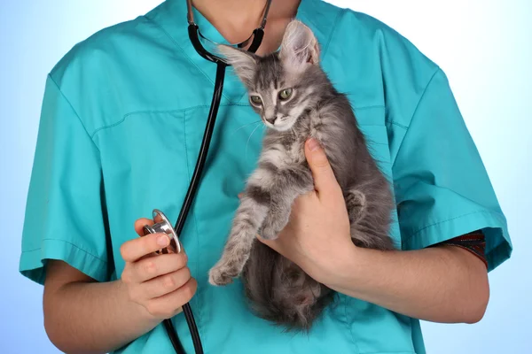 Lekarz weterynarii bada kotka na niebieskim tle — Zdjęcie stockowe