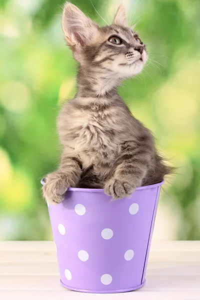 Kleines graues Kätzchen auf Holztisch auf natürlichem Hintergrund — Stockfoto