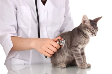 Veterinarian examining a kitten isolated on white