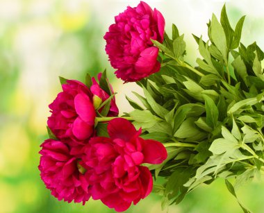 güzel pembe peonies yeşil zemin üzerine