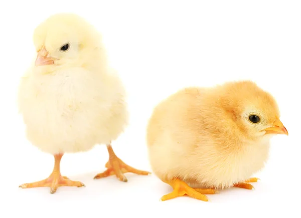Due piccoli polli gialli isolati sul bianco — Foto Stock