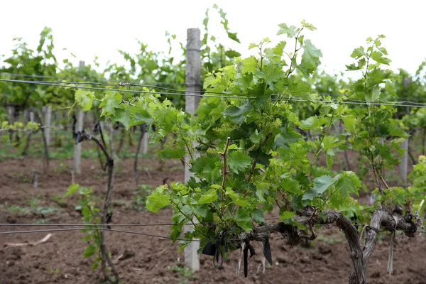 Jonge wijngaard — Stockfoto