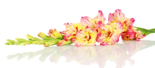 Ramo de gladiolus amarelo-rosa no fundo branco close-up — Fotografia de Stock