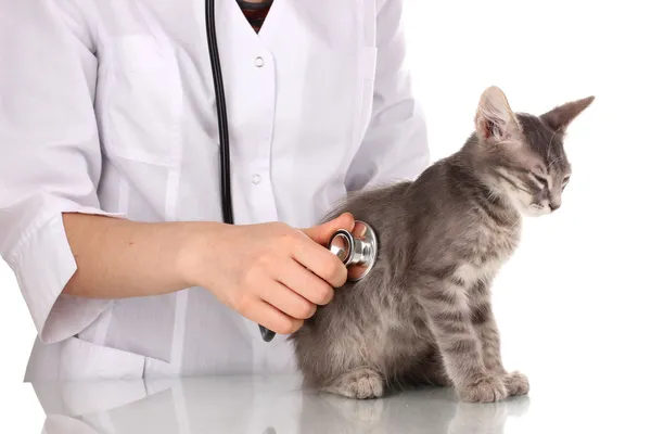 Veterinário examinando um gatinho isolado em branco — Fotografia de Stock