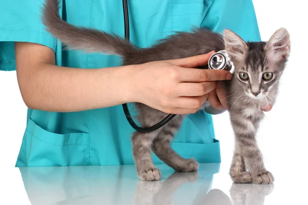 Ветеринар осматривает котенка на синем фоне — стоковое фото