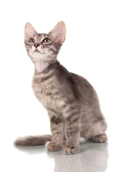Pequeño gatito gris aislado en blanco —  Fotos de Stock