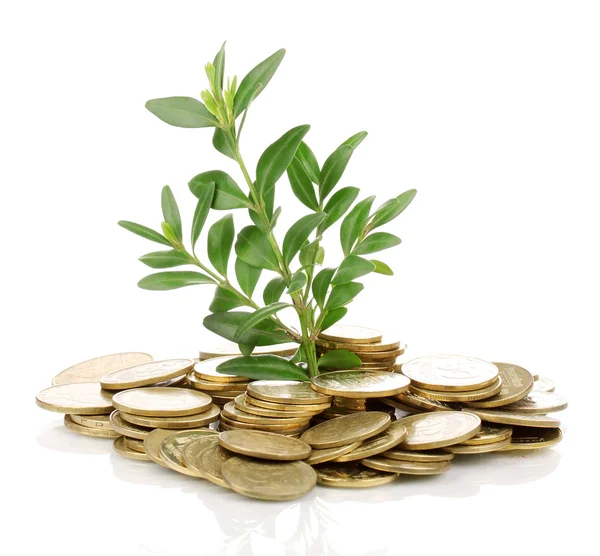 Golden coins and plant isolated on white — Stock Photo, Image