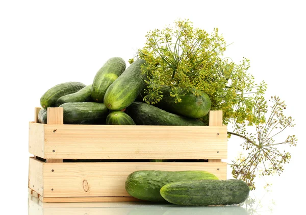 Verse komkommer in houten kist en dille geïsoleerd op wit — Stockfoto