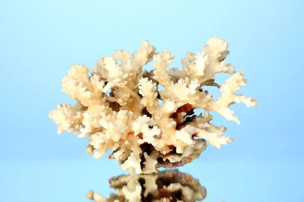 Sea coral on blue background close-up — Stock Photo, Image