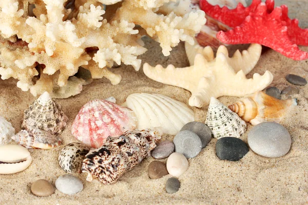 Coral marinho com conchas close-up — Fotografia de Stock