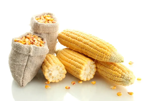 Свежая кукуруза и мешки с сухой кукурузой, изолированные на белом — стоковое фото