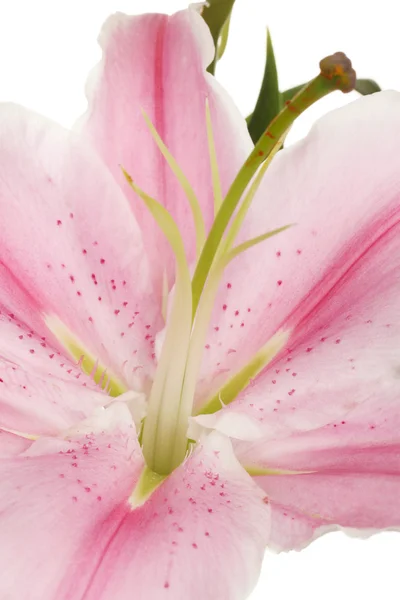 Beautiful pink lily, close up — Stock Photo, Image