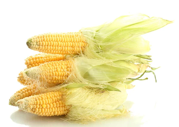 Verse maïs, geïsoleerd op wit — Stockfoto