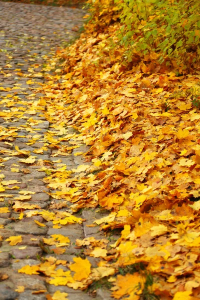 Ruela amarela da folha do bordo do outono — Fotografia de Stock