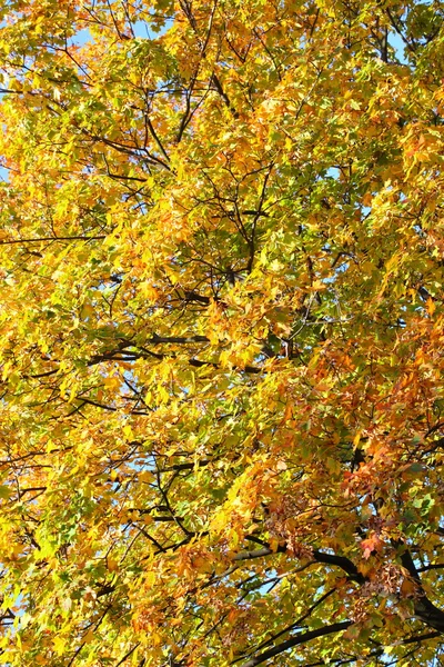 Кленовые листья, золотая осень — стоковое фото