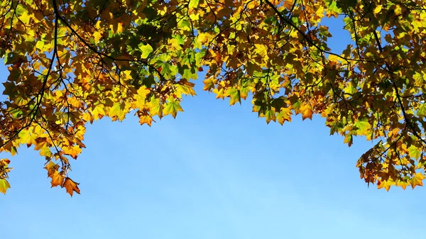 Lönn löv, gyllene höst — Stockfoto