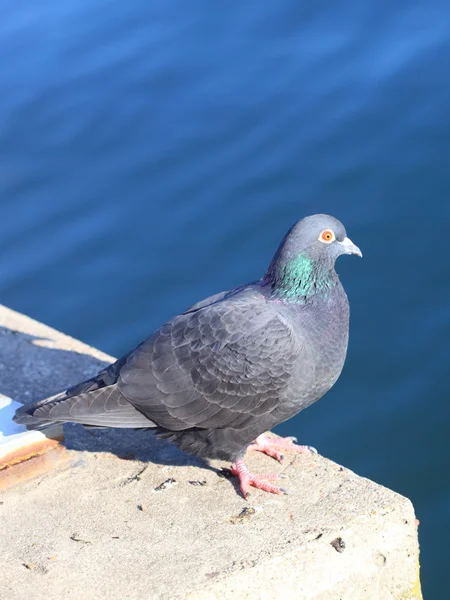 stock image Dove and sea