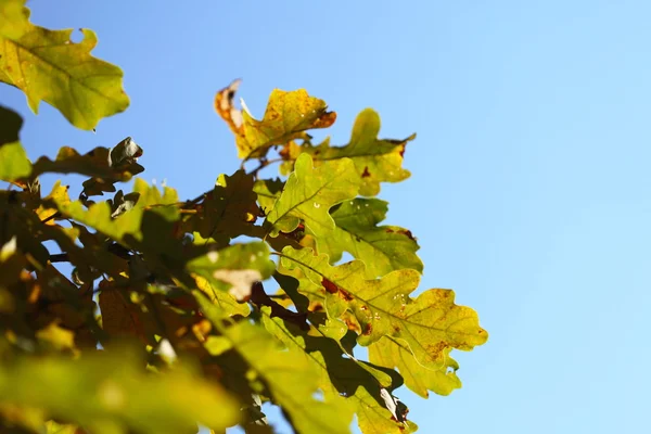 Oaken lämnar, gyllene höst — Stockfoto