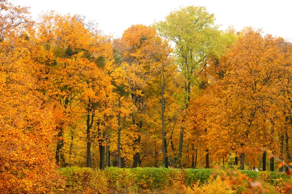 Naranja otoño arce hoja callejón — Foto de Stock