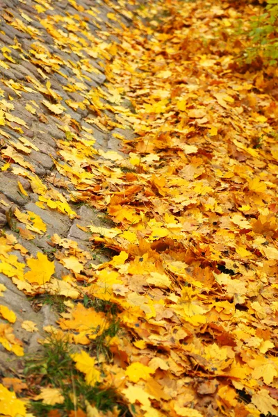 노란가 단풍 잎 골목 — 스톡 사진