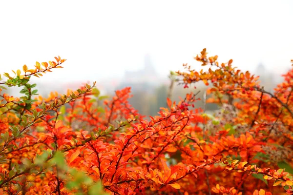 Orange hösten maple leaf gränd — Stockfoto