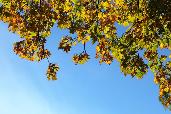 Foglie d'acero, autunno dorato — Foto Stock