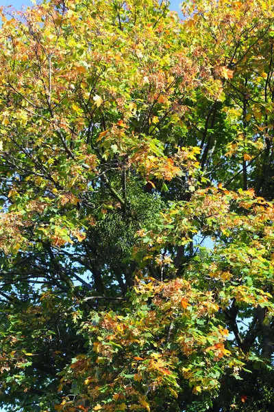 Hojas de arce, otoño dorado — Foto de Stock