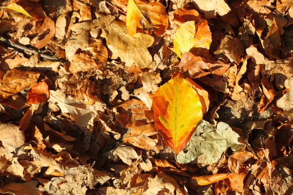 Folhas, outono dourado — Fotografia de Stock