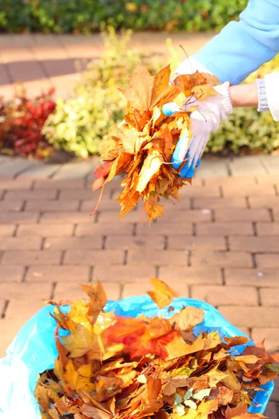 手，金色秋天的枫叶 — 图库照片