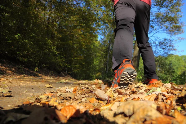 stock image Man walking cross country trail in autumn forest