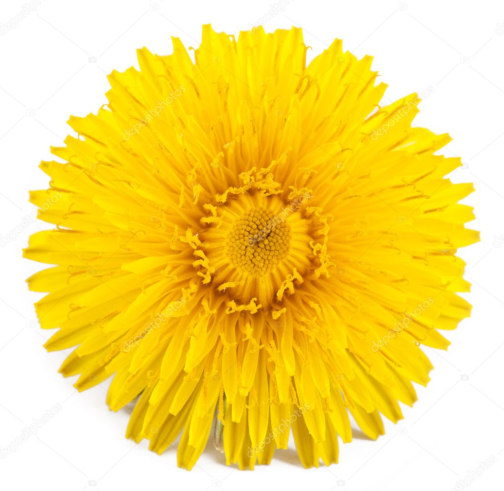 Dandelion Stock Photo By ©ninell 12129561