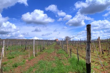 tokaj bağ