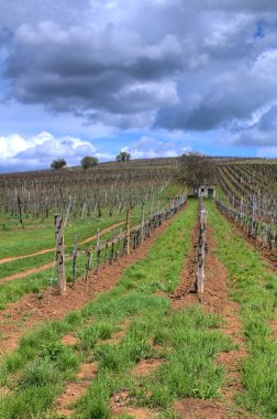 tokaj bağ