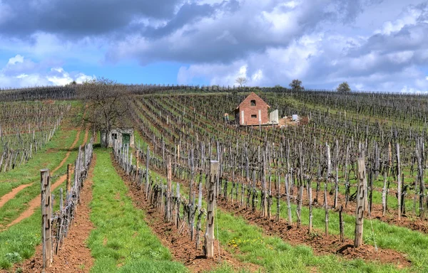 Vineyard in Tokaj — Stock Photo, Image