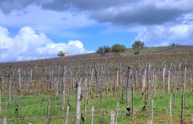 tokaj bağ