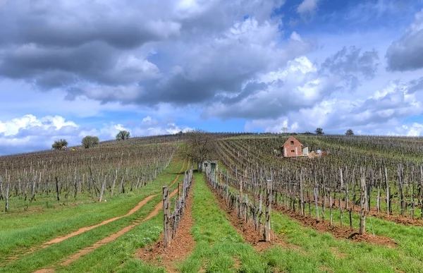 Vineyard in Tokaj — Stock Photo, Image