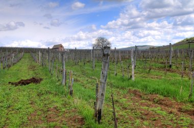 tokaj bağ