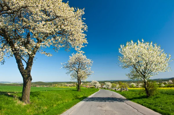 Estrada na primavera — Fotografia de Stock