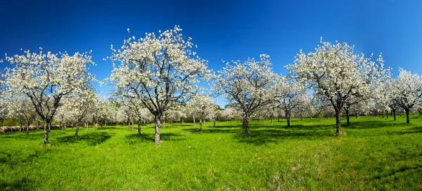 Яблочная пазуха — стоковое фото