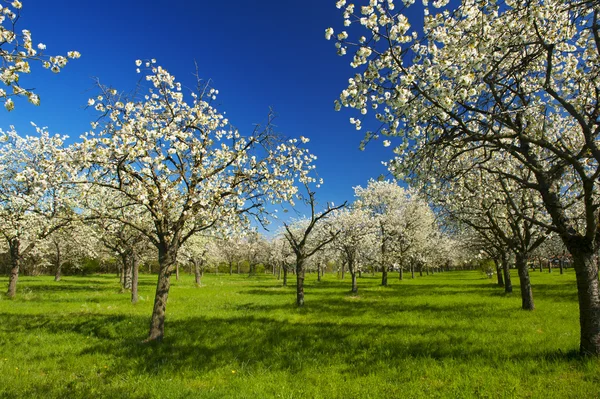 Яблочная пазуха — стоковое фото