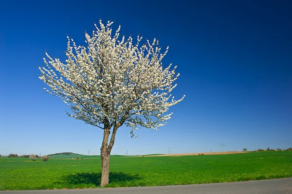 Árvore em flor — Fotografia de Stock