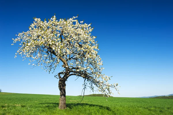 Drzewo w kwiecie — Zdjęcie stockowe