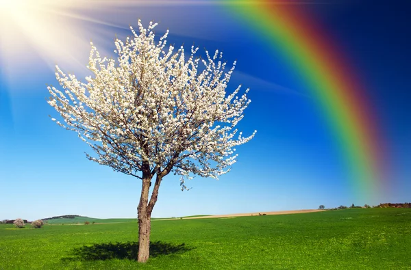 Дерево і сонце — стокове фото